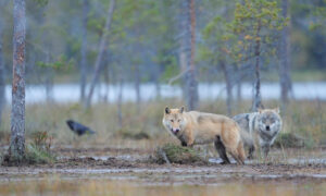 The Laughter of Wolves